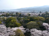 日本の桜の名所１００選（旅ニケーションより）
